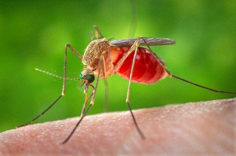 nepříjemný komár
