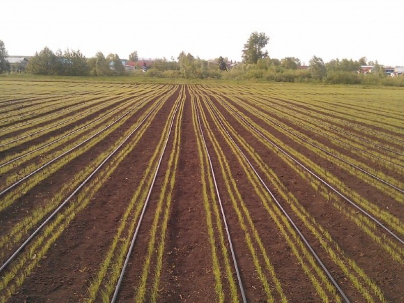 avantages de l'irrigation goutte à goutte pour les oignons