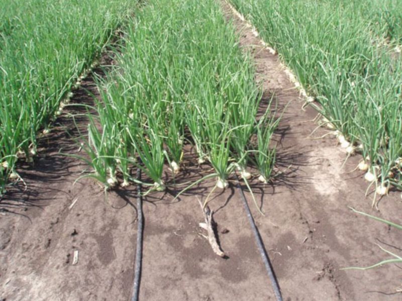 onion planting scheme for drip irrigation