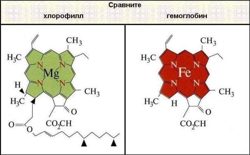 struktura molekul chlorofylu a hemoglobinu