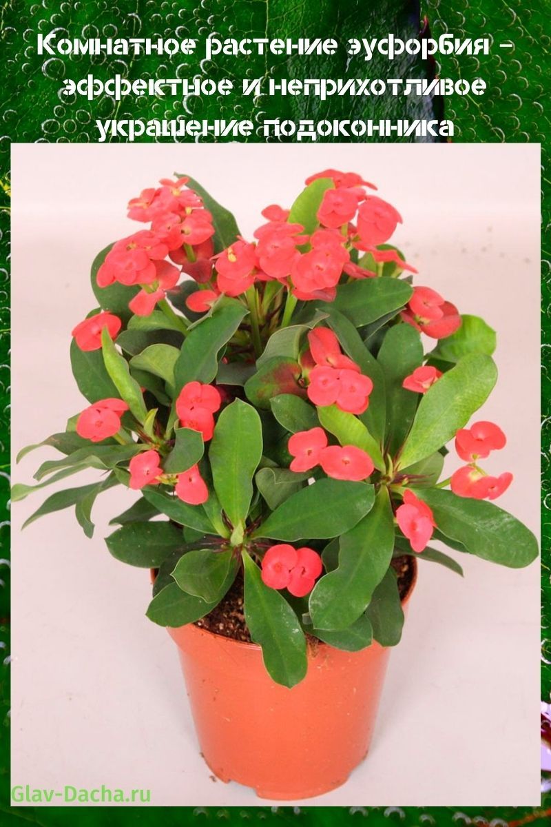 kamerplant Euphorbia