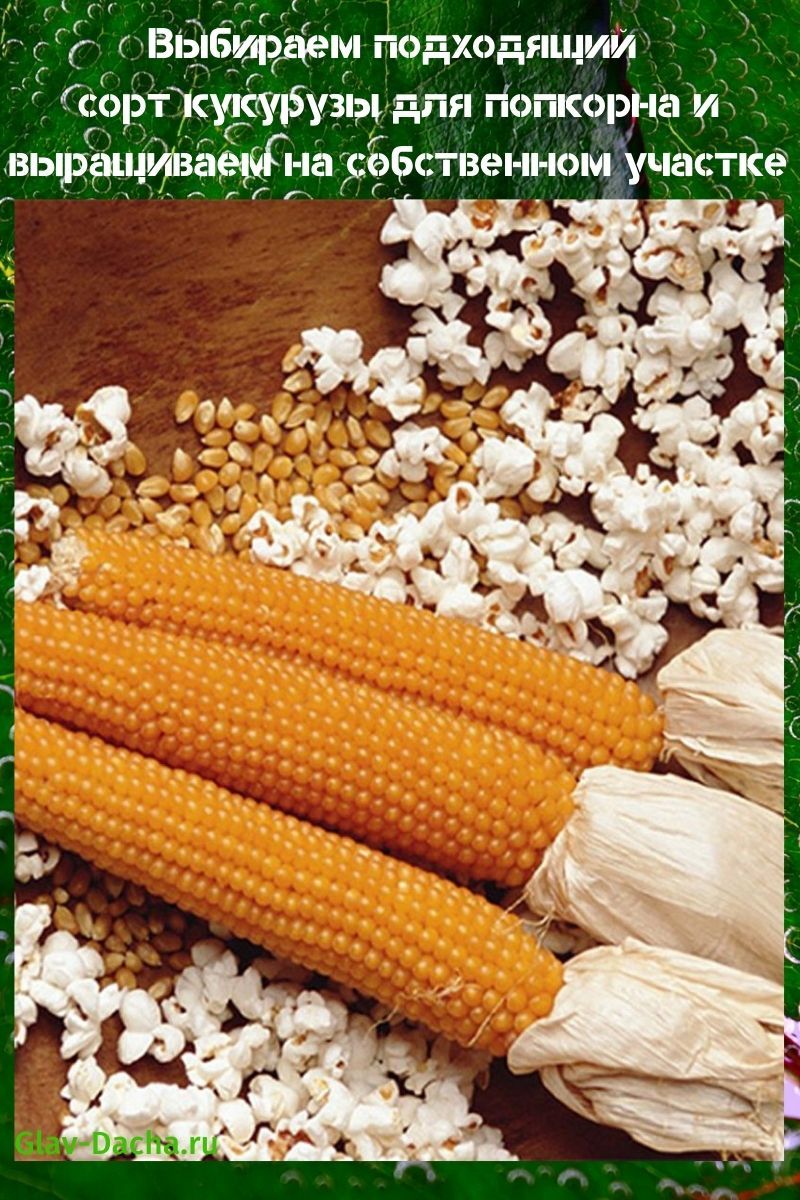 popcorn kukuřice