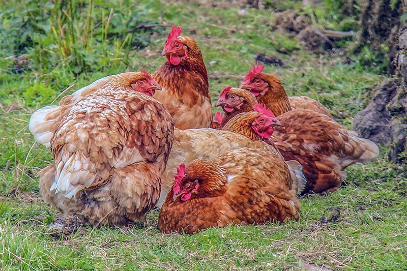 tarmbesvär hos kycklingar
