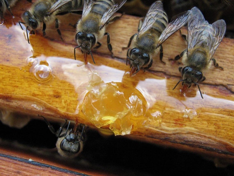 Bienen füttern