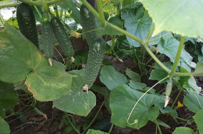 how Siberian cucumbers differ from ordinary