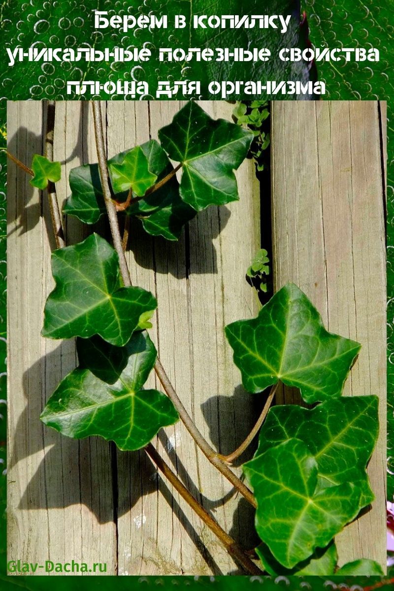useful properties of ivy