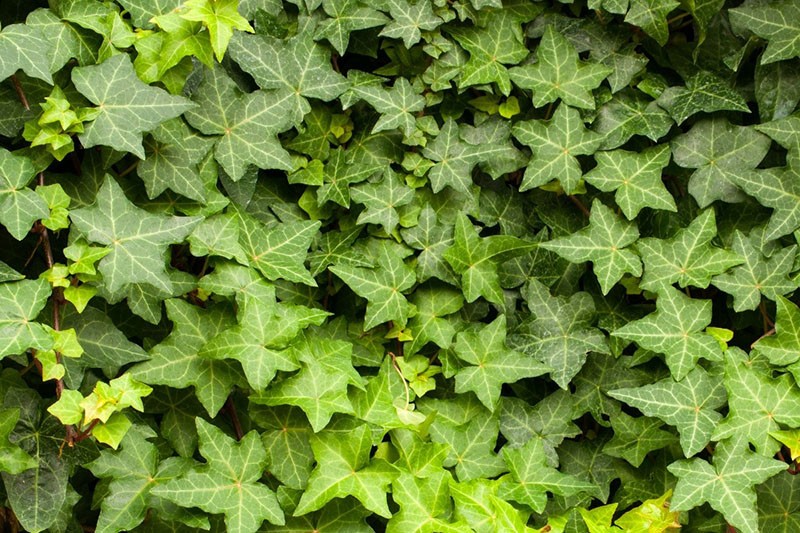 daun ivy yang lebat