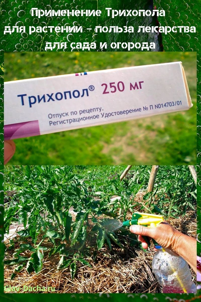 die Verwendung von Trichopol für Pflanzen