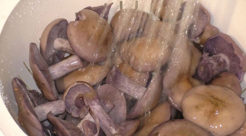 Waschen Sie die Pilze unter fließendem Wasser
