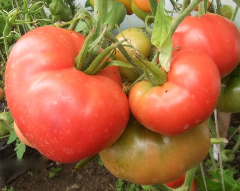 lielaugļu tomāts Zemes brīnums