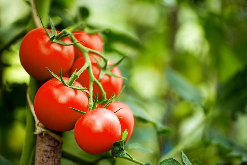 vysoce výnosná odrůda rajčat