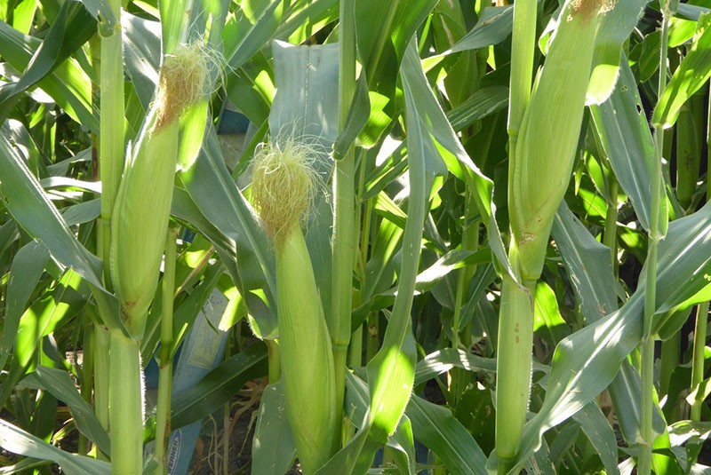 етапи на узряване на царевицата
