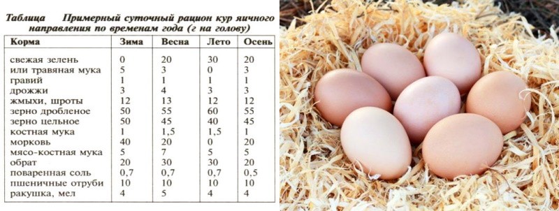 rolul vitaminelor în hrana găinilor ouătoare
